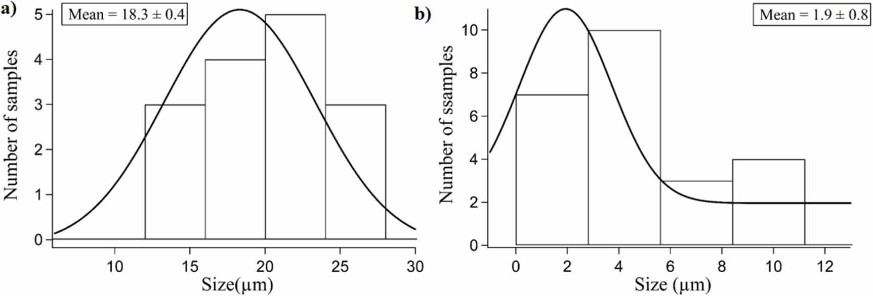 A study of the coupled dynamics of asymmetric absorbing clusters in a ...