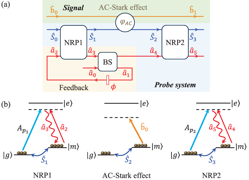 Nrm Signalling Feedback-assisted quantum nondemolition measurement in an atom-light ...