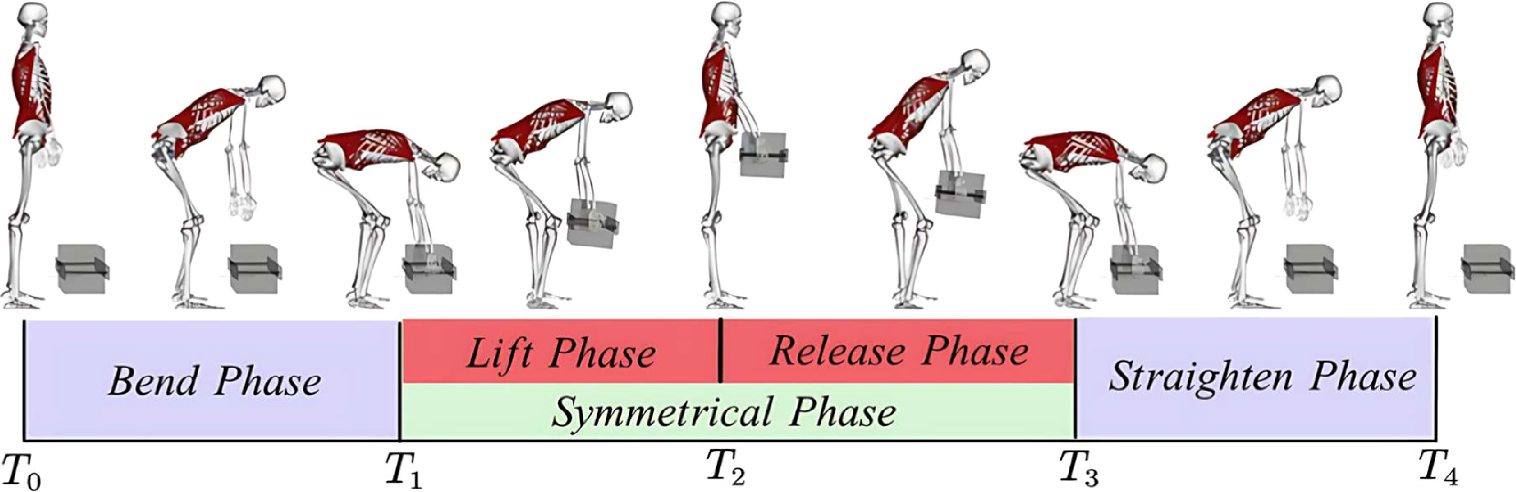 Design analysis of a multi-jointed passive bionic spinal exoskeleton ...