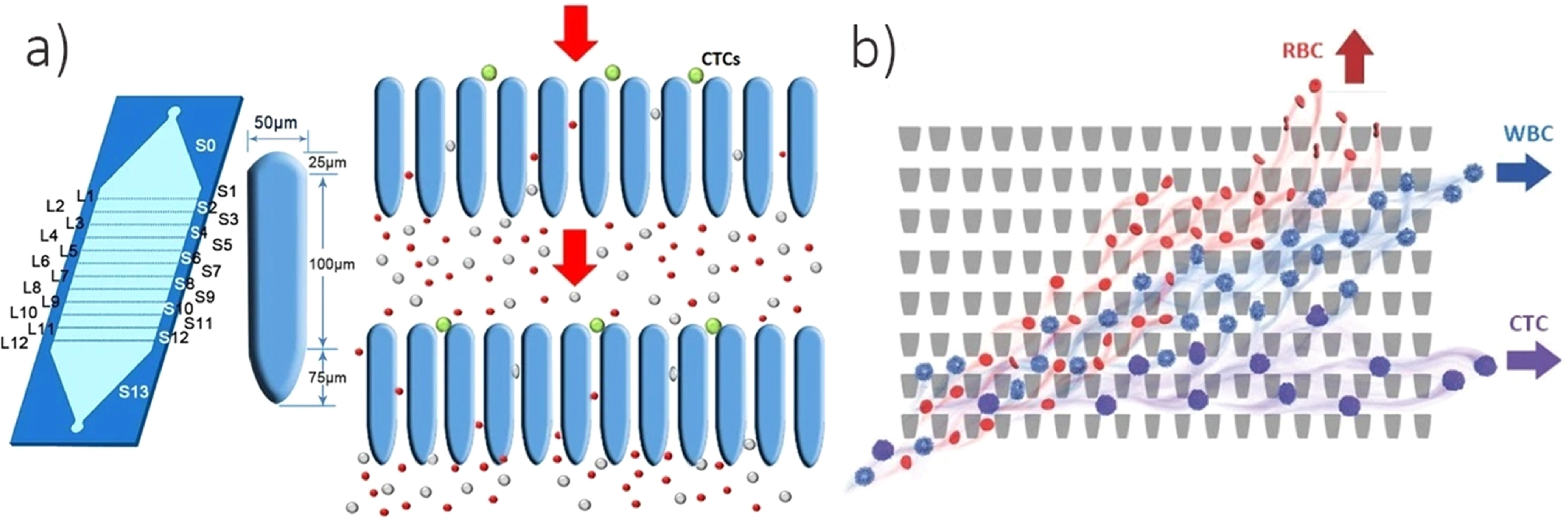 Microcolumn Structure Development of microfluidic technology for sorting circulating tumor ...