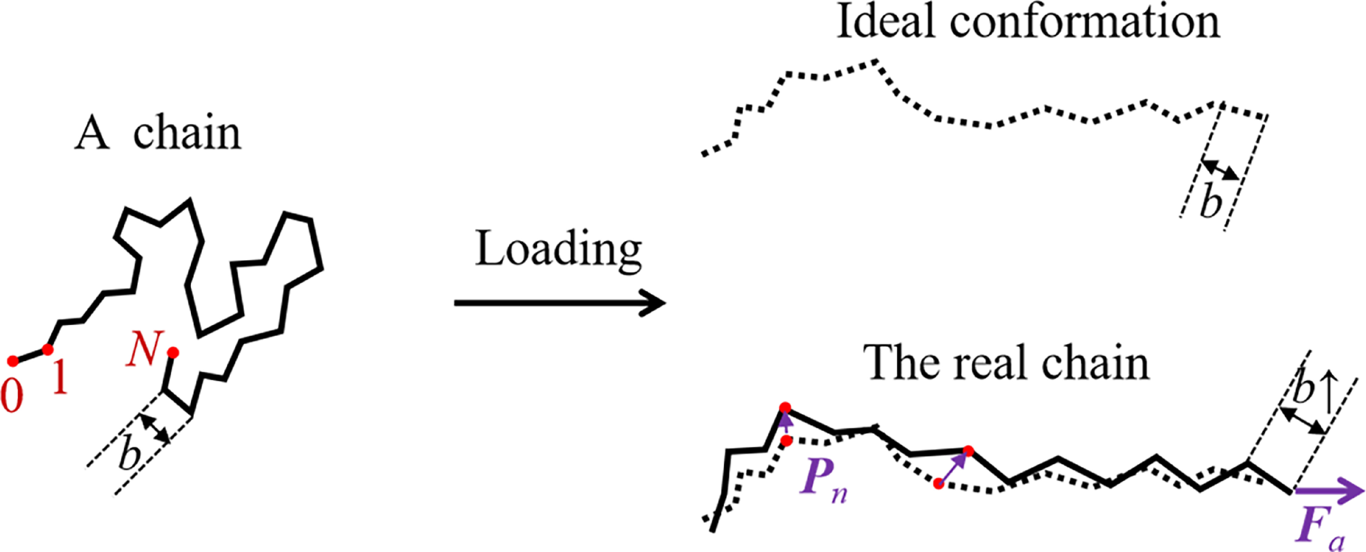 A deformable segment model of elastomers for exploring the conformation ...