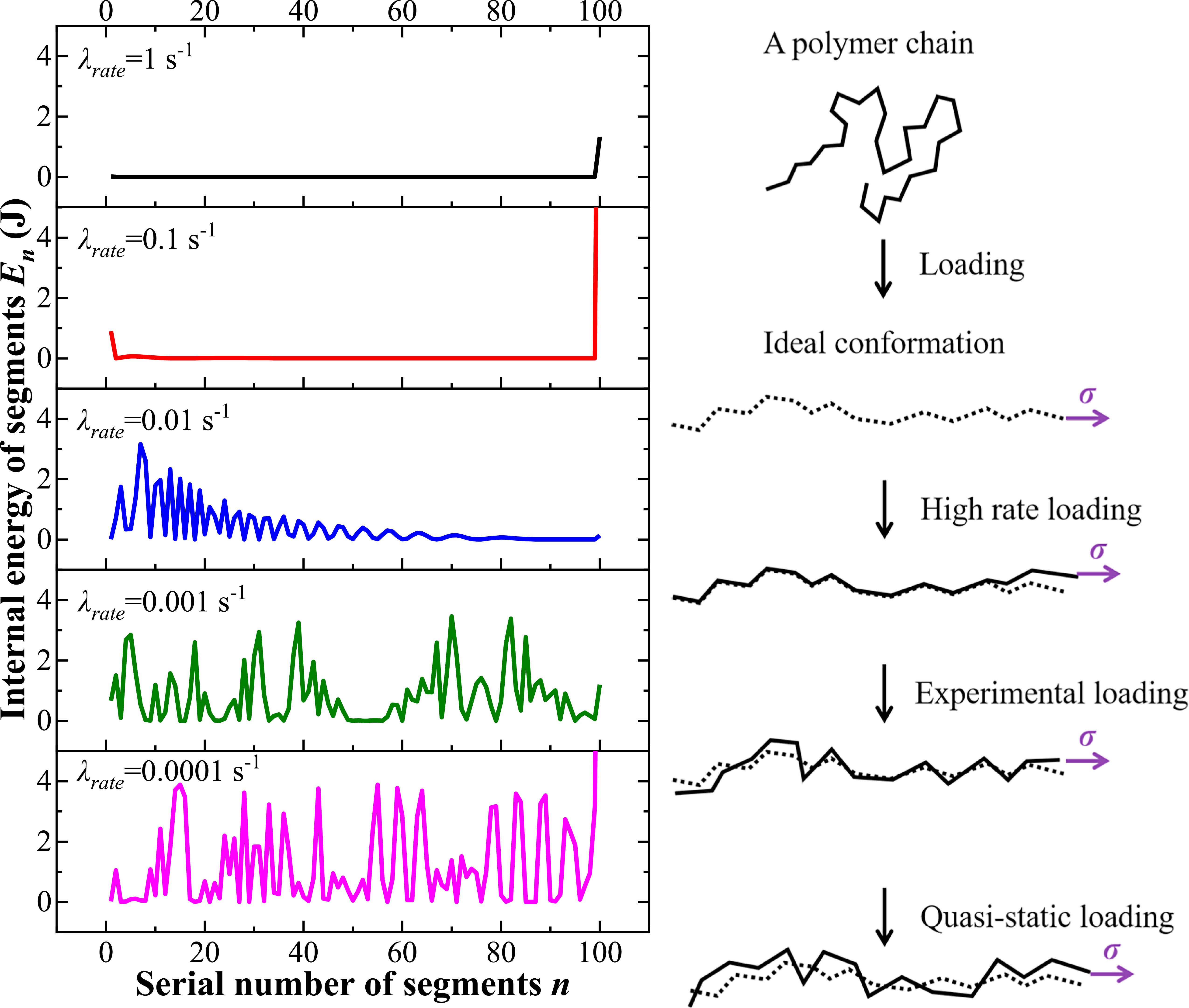 A deformable segment model of elastomers for exploring the conformation ...