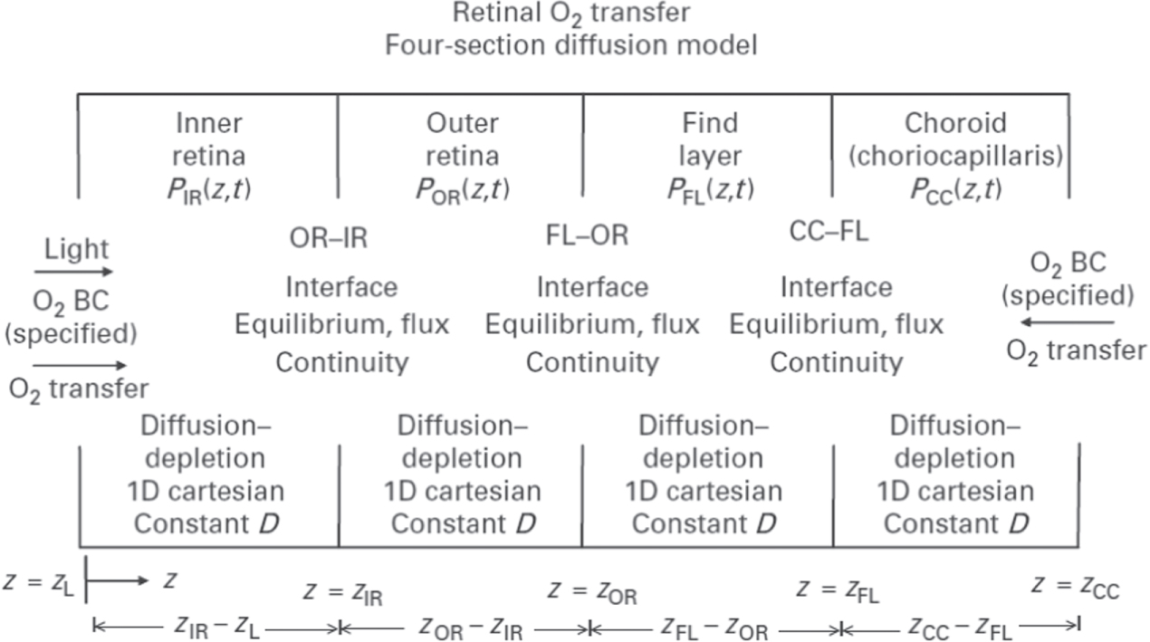 Numerical investigation of oxygen transport in the retinal artery with ...