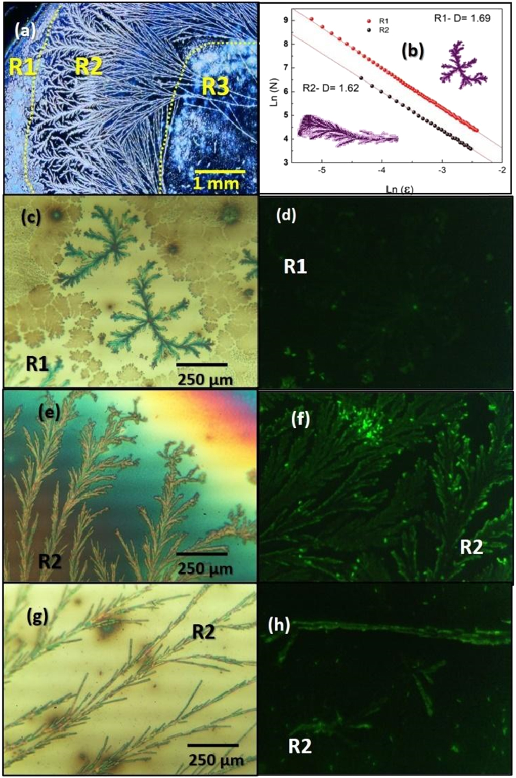 Study of self- assembly structures of carbon quantum dots - IOPscience