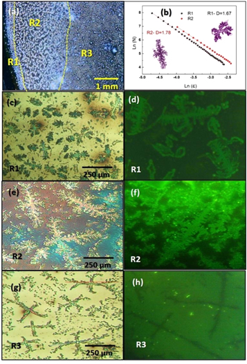 Study of self- assembly structures of carbon quantum dots - IOPscience