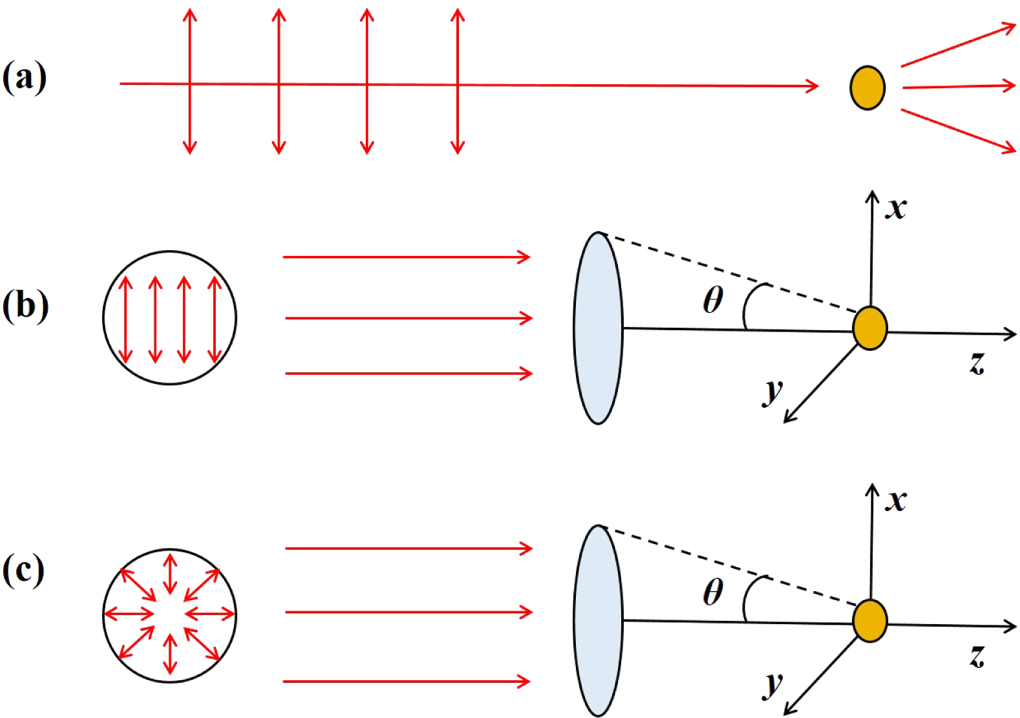 Linearly Tightly focused linearly and radially polarized beam effect on the LSPR ...