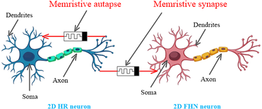 Autapse A memristive autapse-synapse neural network: application to image ...