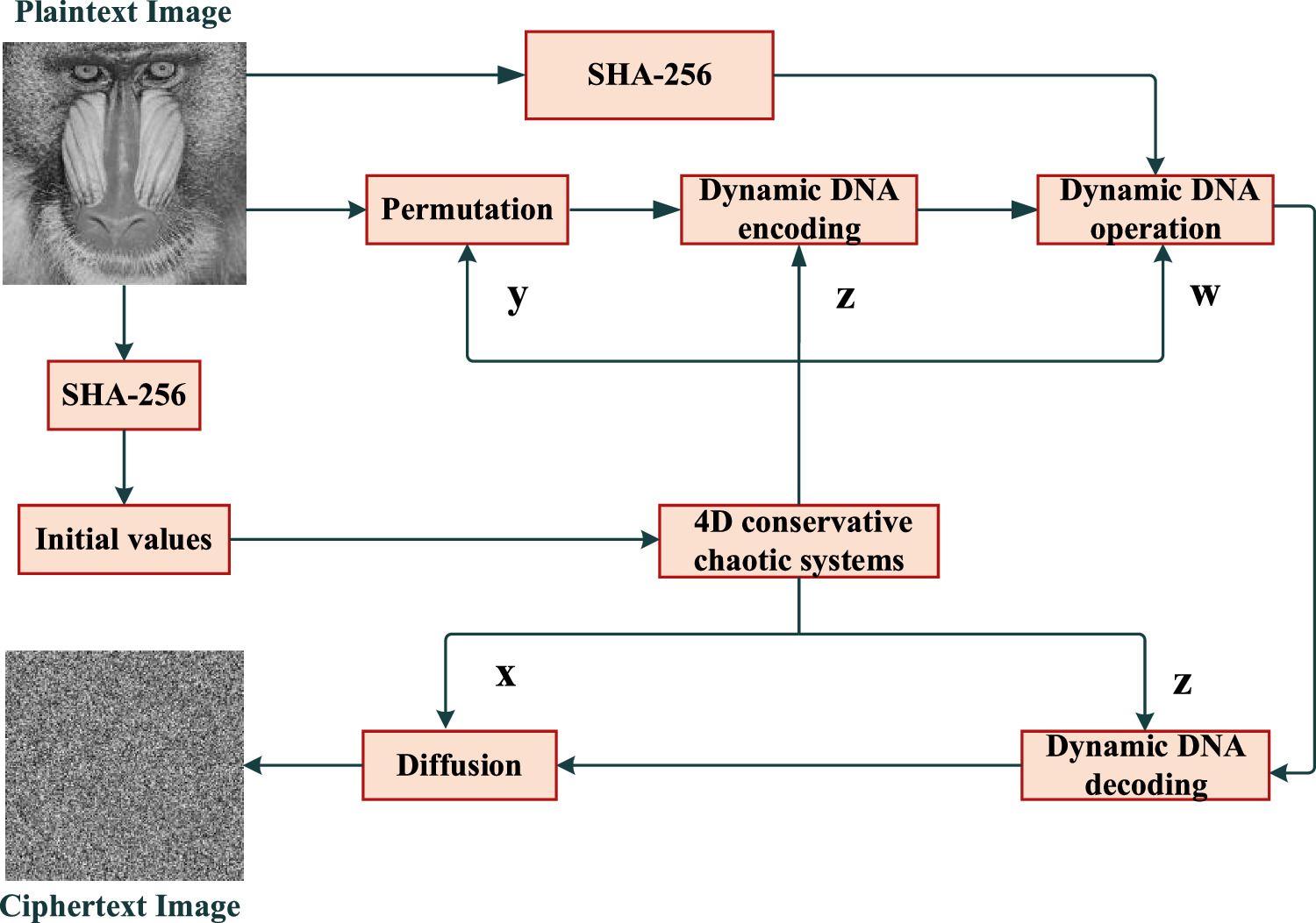 A novel plaintext-related dynamic DNA image encryption algorithm based ...