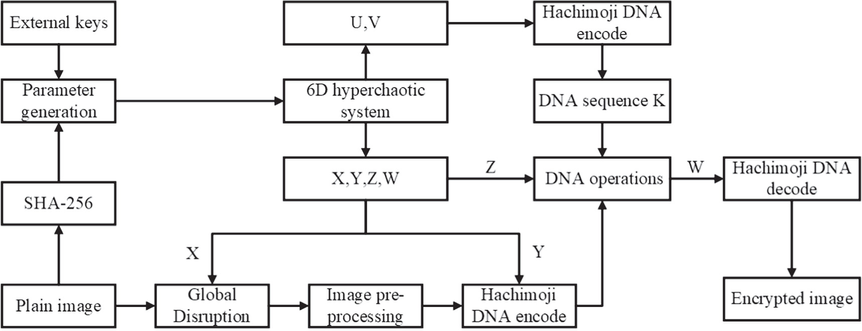 Chaotic image encryption algorithm based on dynamic Hachimoji DNA ...