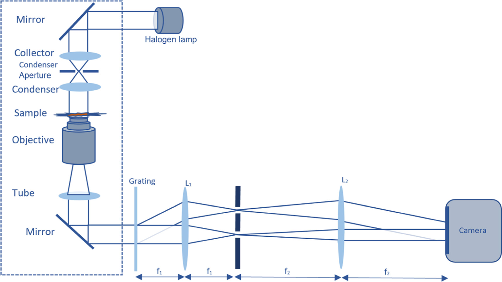 White light diffraction phase microscopy for imaging of red blood cells ...