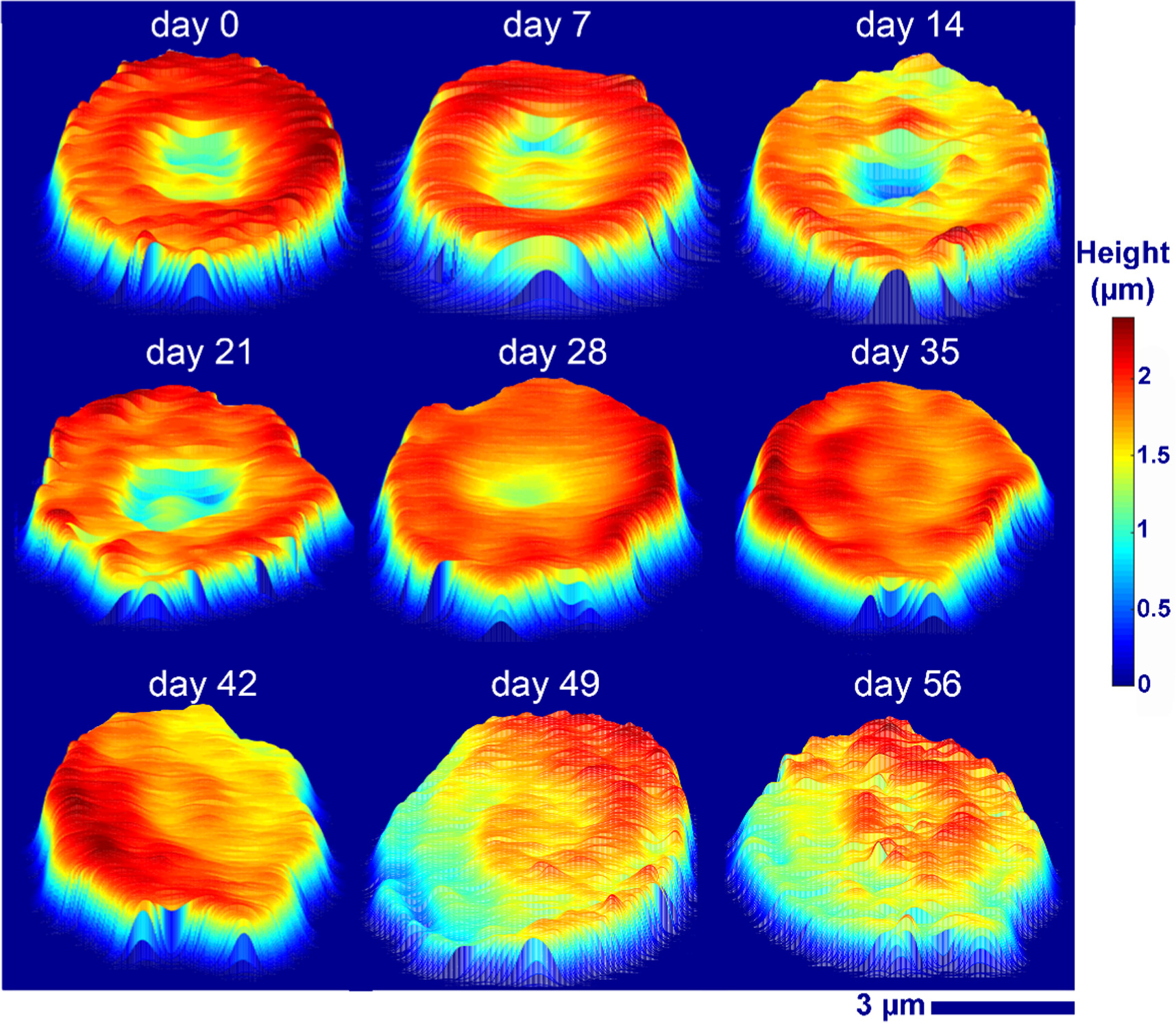 White light diffraction phase microscopy for imaging of red blood cells ...