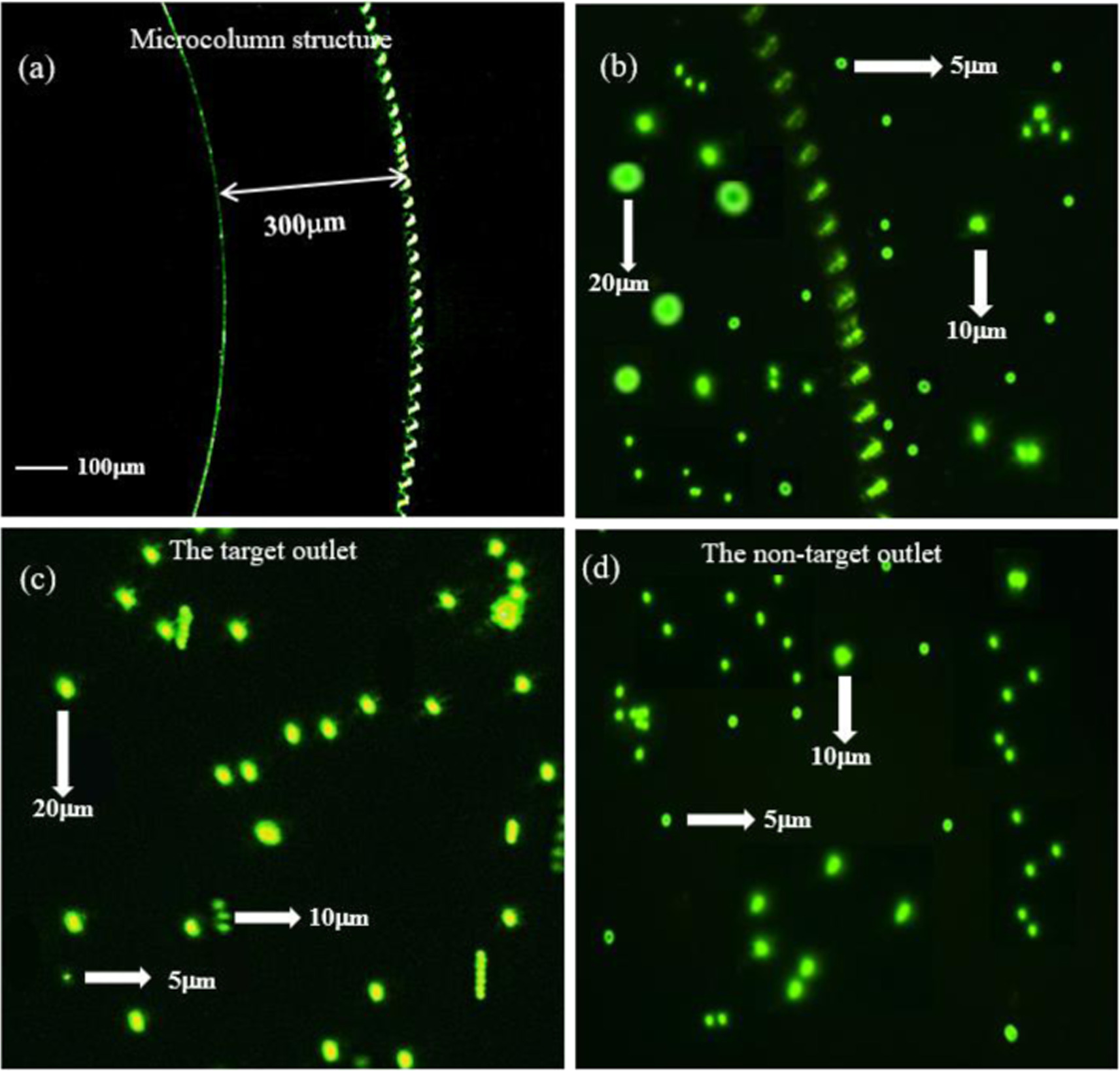 Design of a high-throughput integrated microfluidic chip combining ...