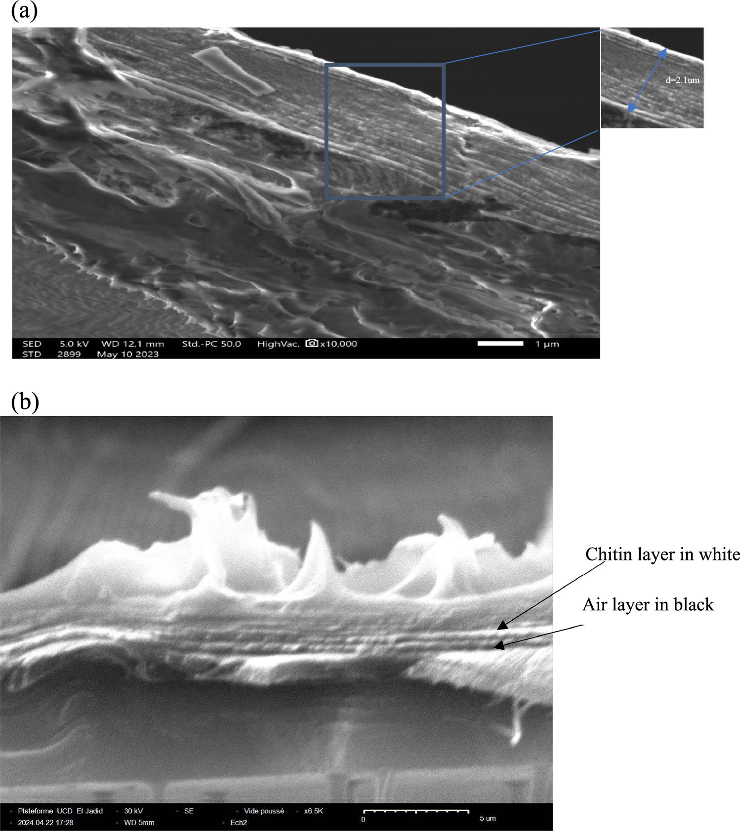 Investigation of the origin of structural colors in calliphoridae flies ...