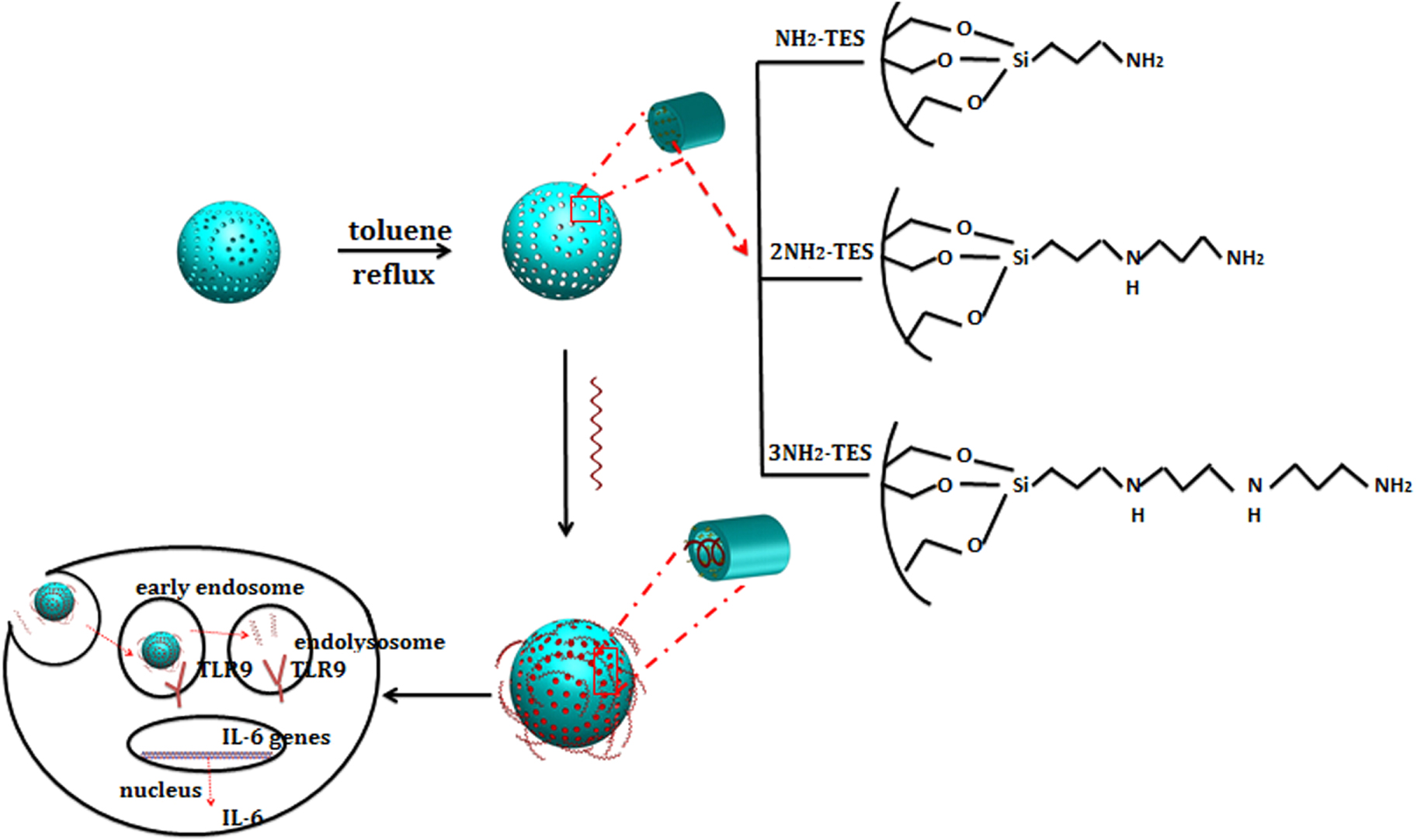 Effect of amino groups of mesoporous silica nanoparticles on CpG ...
