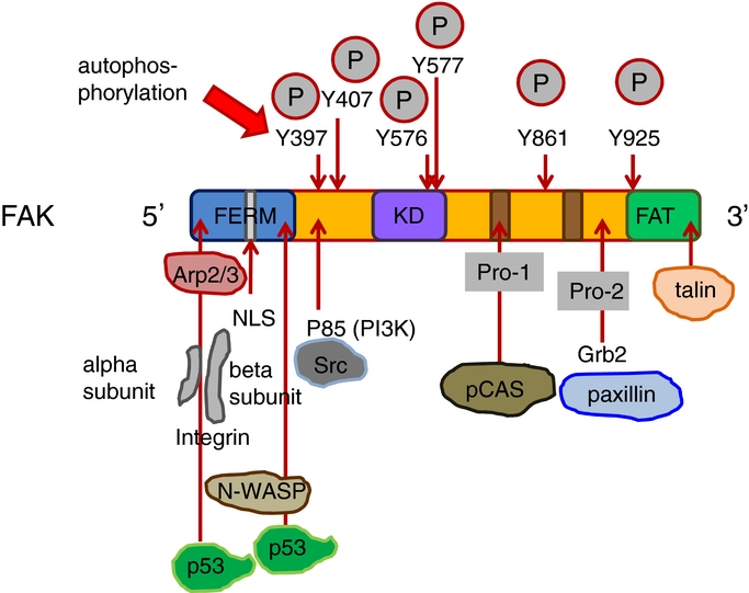 The role of focal adhesion kinase in the regulation of cellular ...