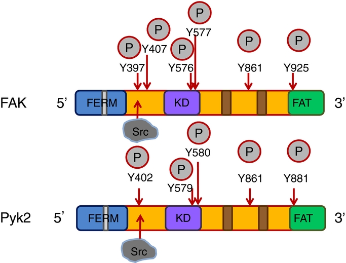 The role of focal adhesion kinase in the regulation of cellular ...