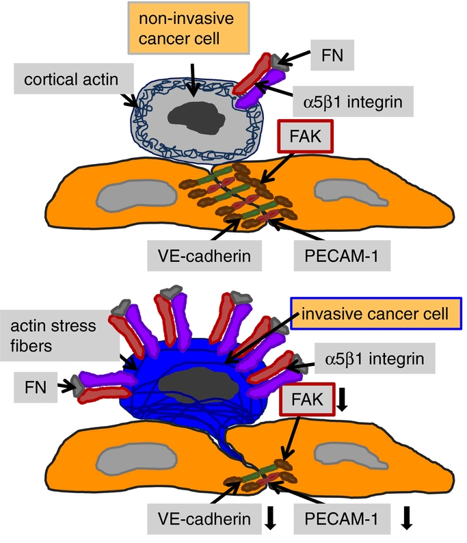 The role of focal adhesion kinase in the regulation of cellular ...