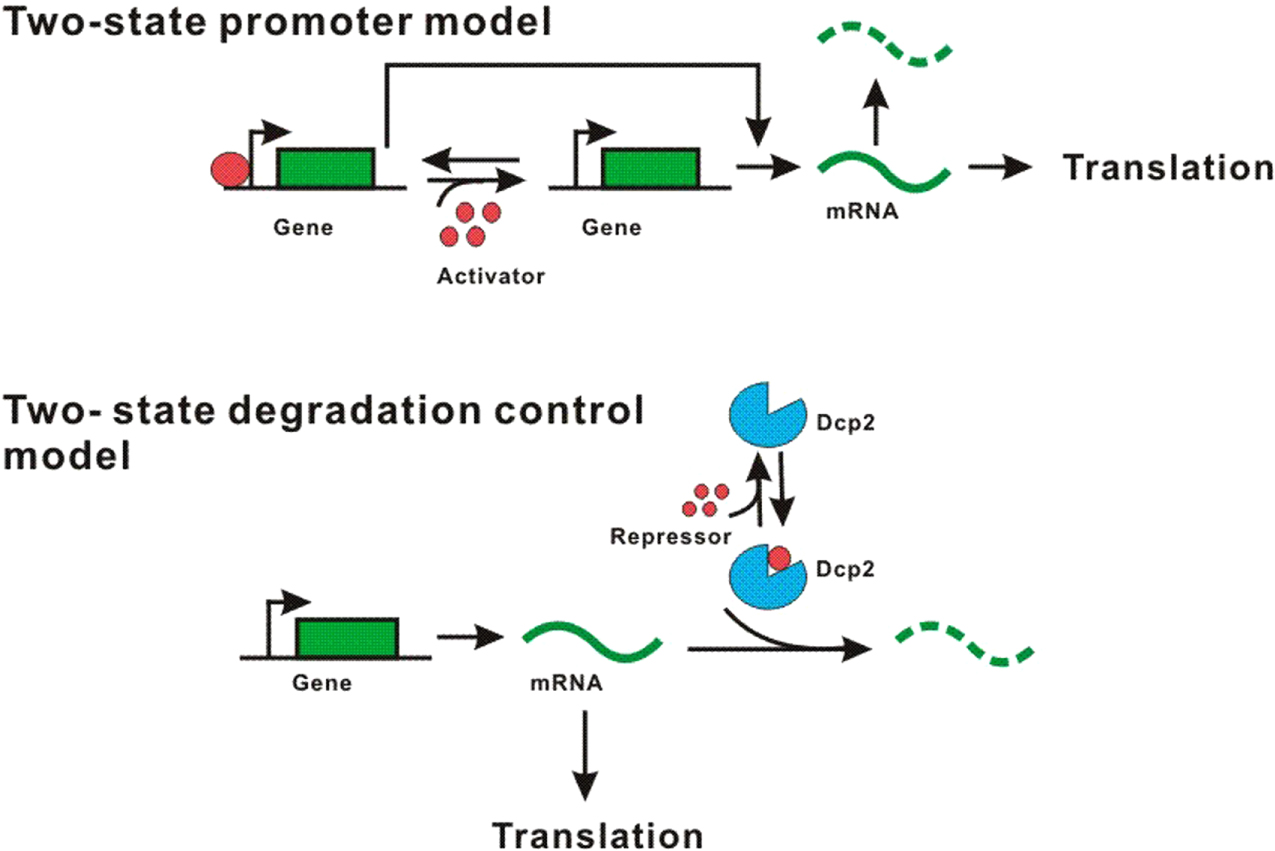 Post-transcriptional regulation tends to attenuate the mRNA noise and ...