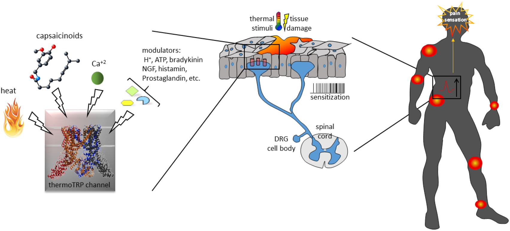 Thermally activated TRP channels: molecular sensors for temperature ...