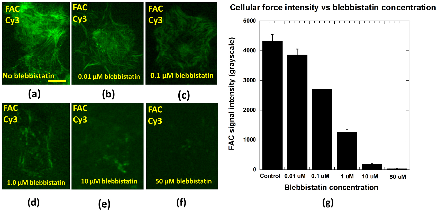 Force-activatable coating enables high-resolution cellular force ...