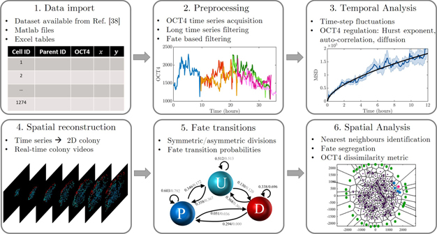 OCT4 expression in human embryonic stem cells: spatio-temporal dynamics ...