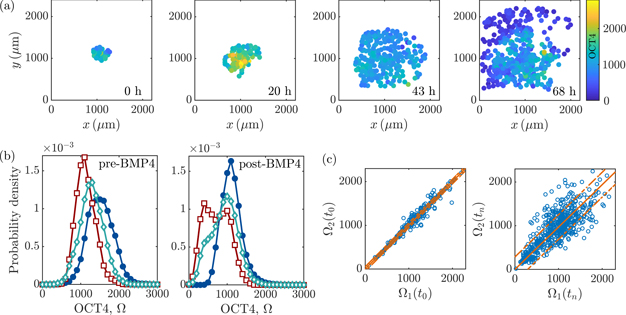 Oct4 Function OCT4 expression in human embryonic stem cells: spatio-temporal dynamics ...