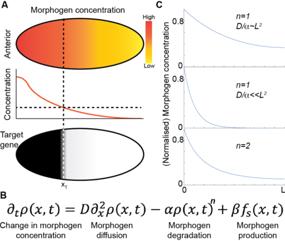 Roadmap for the multiscale coupling of biochemical and mechanical ...