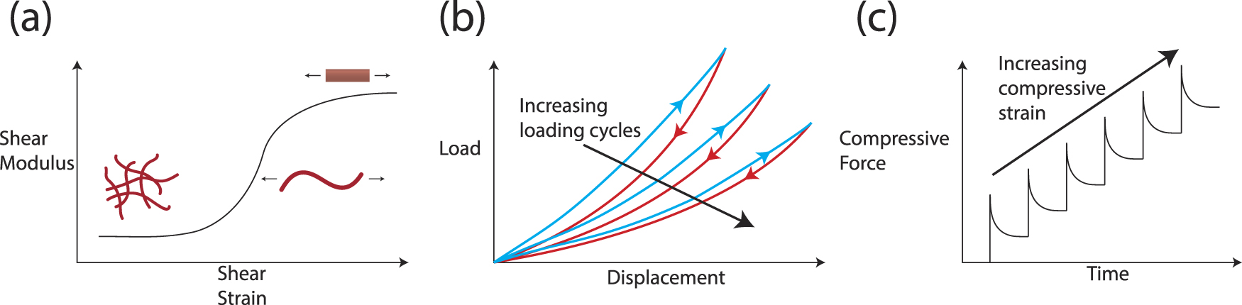 The role of cell–matrix interactions in connective tissue mechanics ...