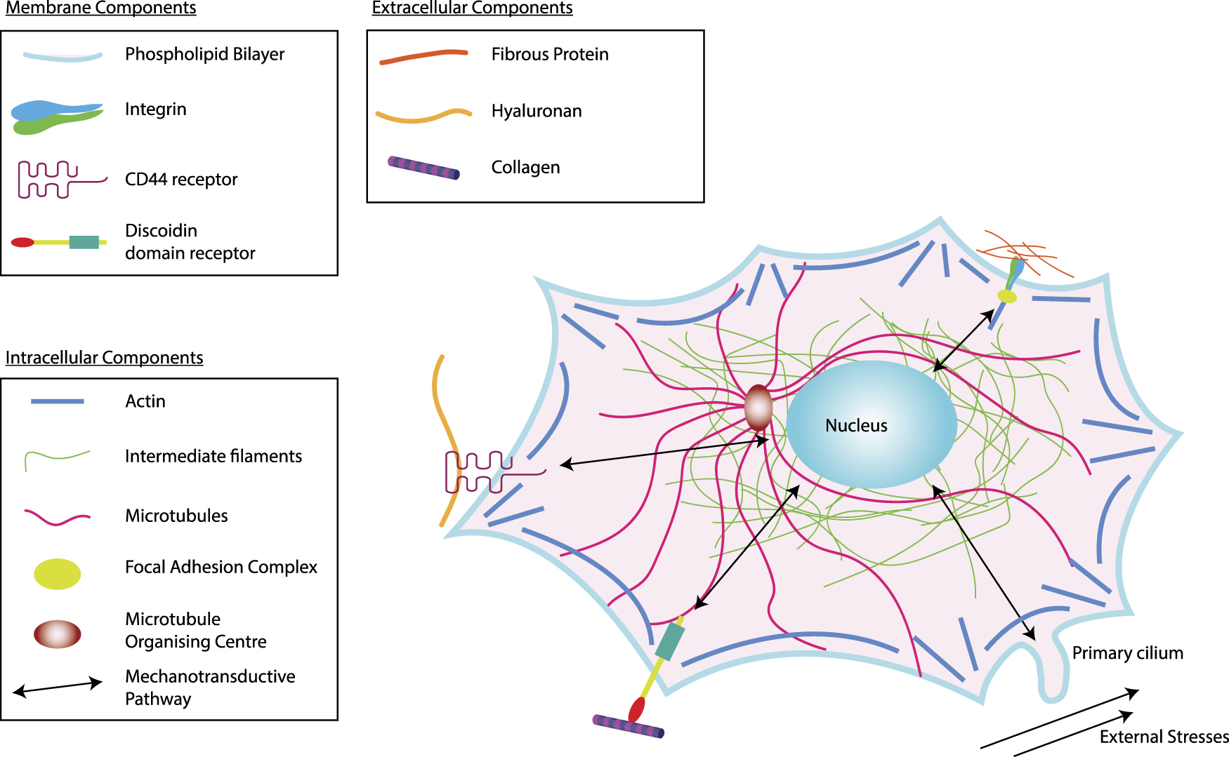 The role of cell–matrix interactions in connective tissue mechanics ...