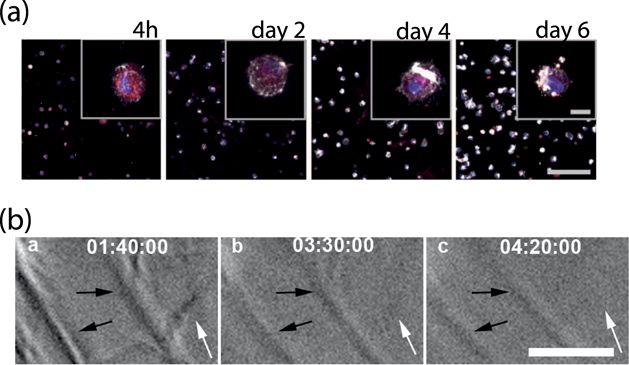 The role of cell–matrix interactions in connective tissue mechanics ...