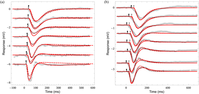 Photoreception Adaptation Dynamical adaptation in photoreceptors with gain control - IOPscience