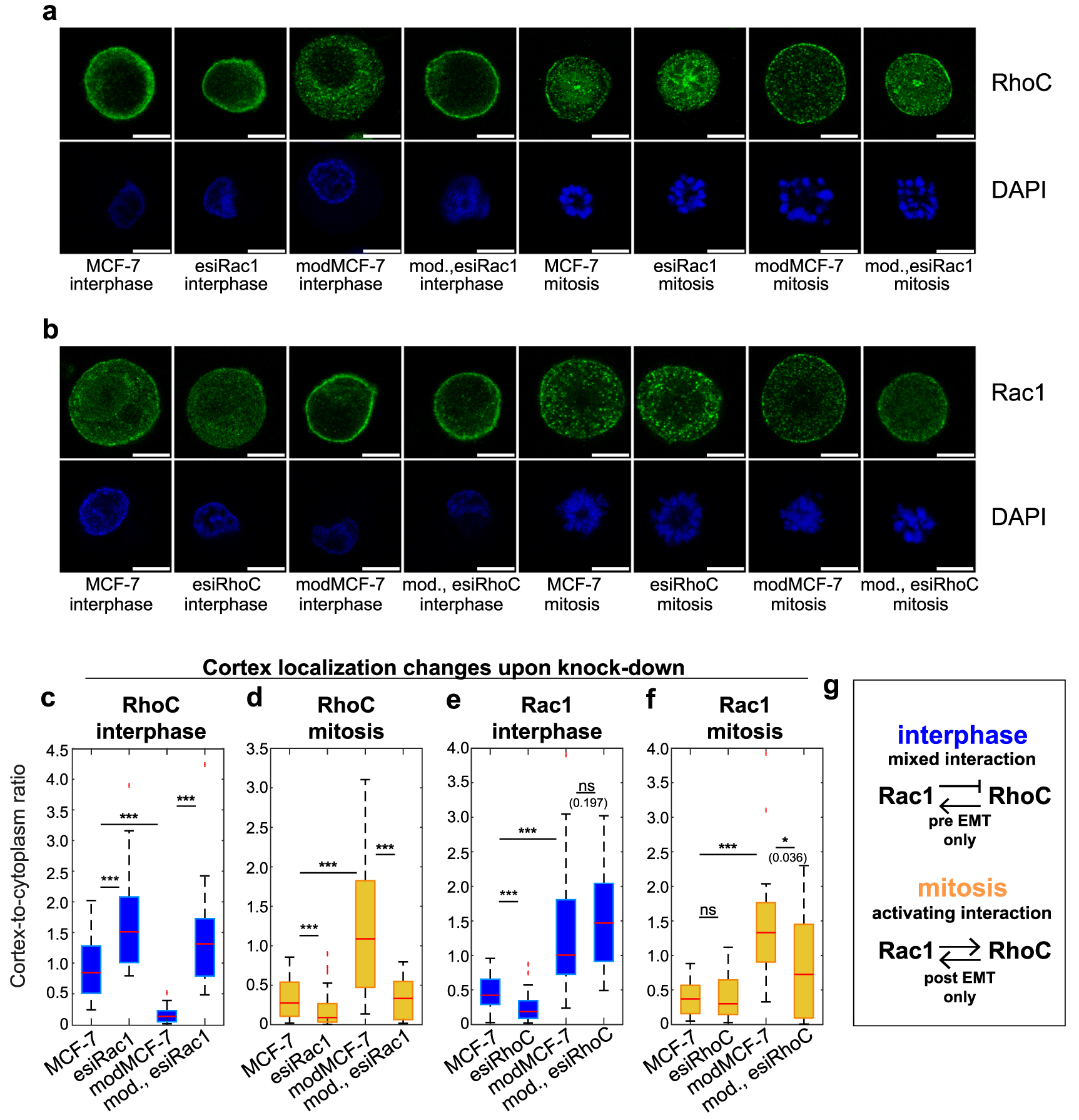 EMT induces characteristic changes of Rho GTPases and downstream ...