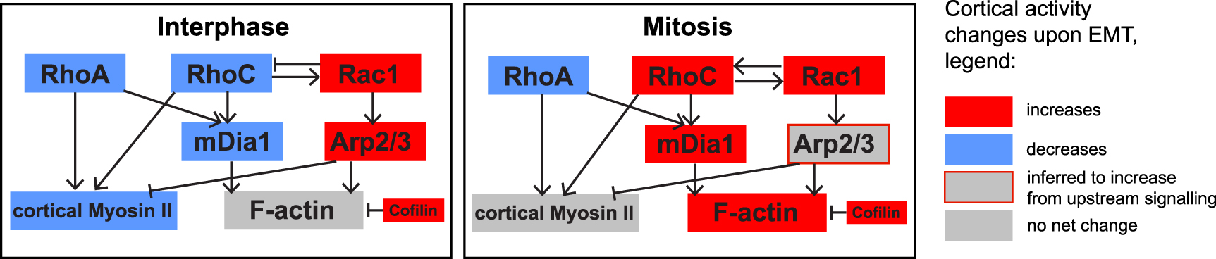EMT induces characteristic changes of Rho GTPases and downstream ...