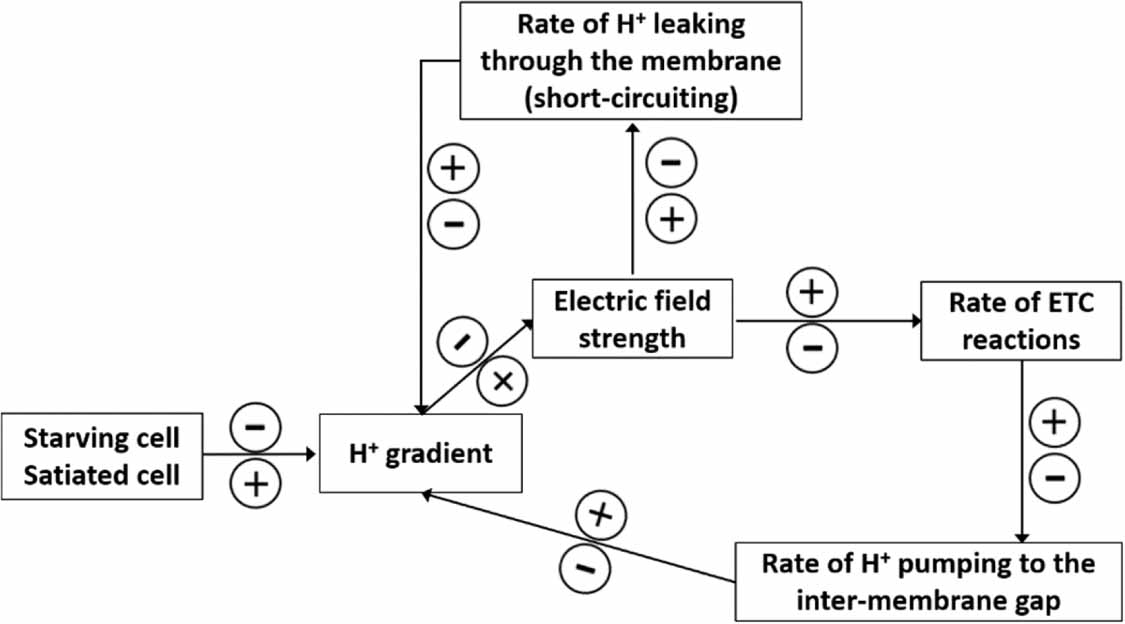 Electrical homeostasis of the inner mitochondrial membrane potential ...