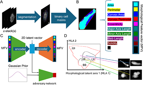 Representation of high-dimensional cell morphology and morphodynamics ...