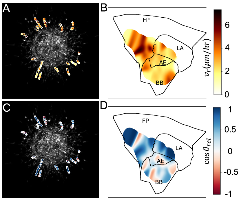 Representation of high-dimensional cell morphology and morphodynamics ...