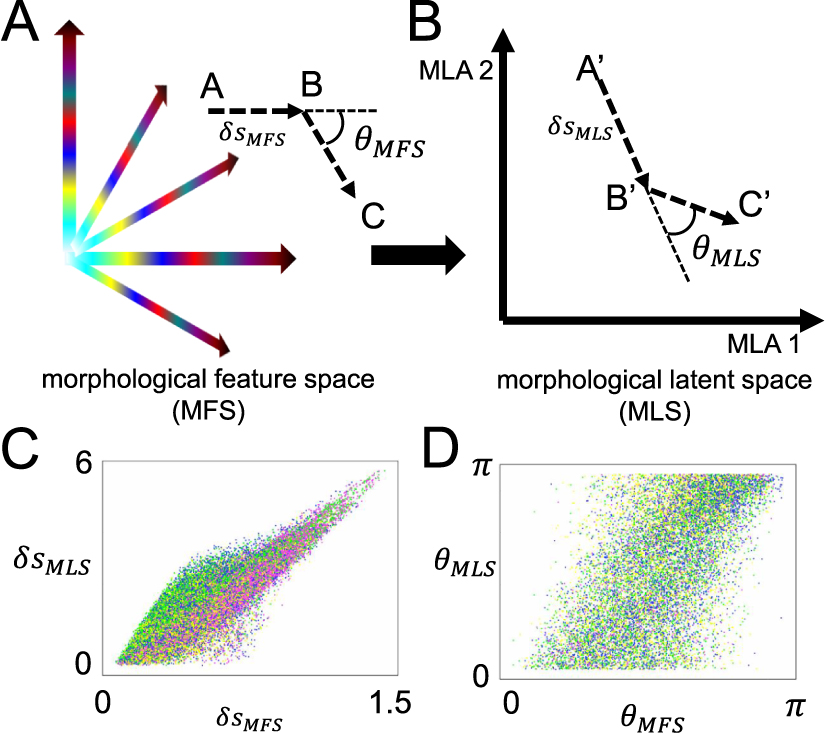 Representation of high-dimensional cell morphology and morphodynamics ...