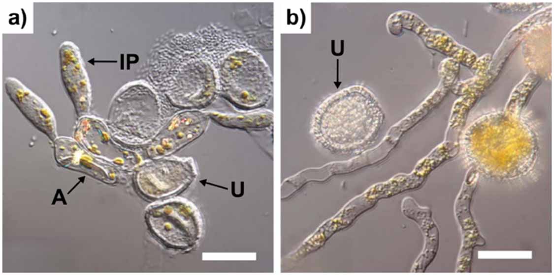 Physical and chemical considerations for successful in vitro culture of ...
