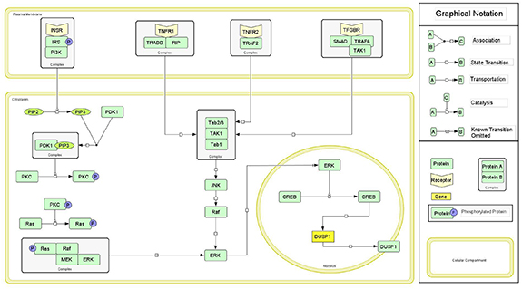 Network modeling and analysis of MAP kinase pathway to assess role of ...