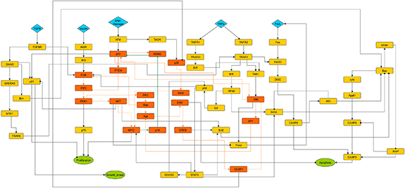 Network modeling and analysis of MAP kinase pathway to assess role of ...
