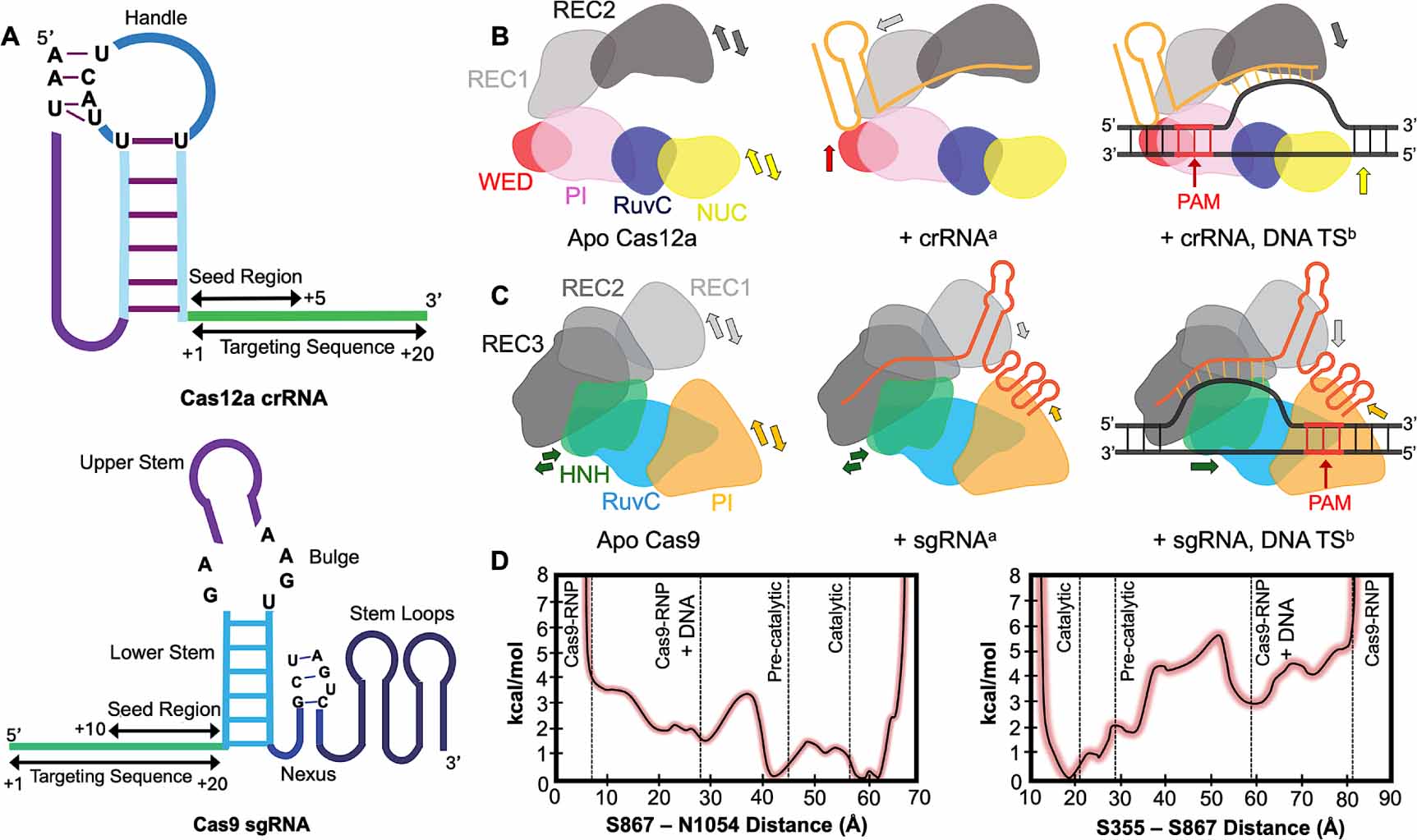 Comparative thermodynamic and kinetic properties governing the nucleic ...