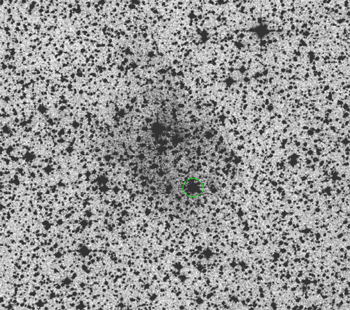 Figure 1. Refer to the following caption and surrounding text.