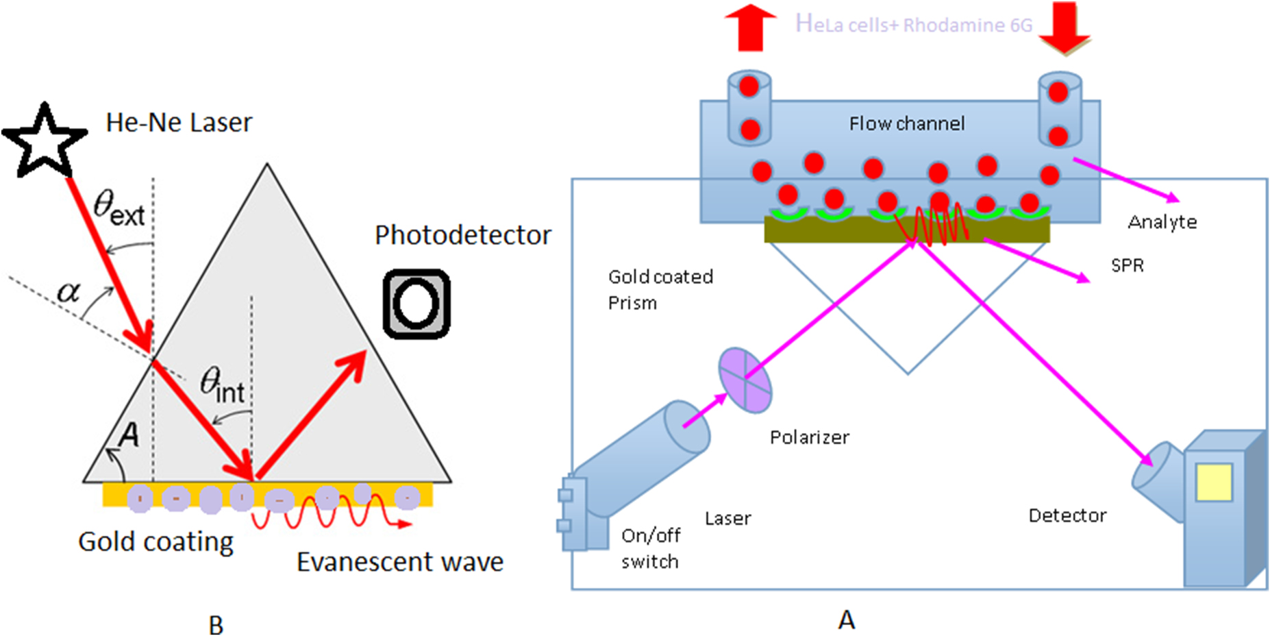 Development of surface plasmon resonance (SPR) biosensors for use in ...
