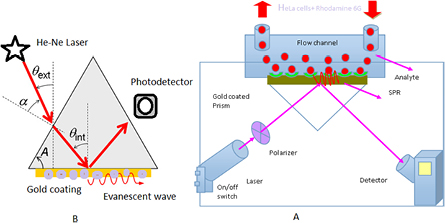 Development of surface plasmon resonance (SPR) biosensors for use in ...