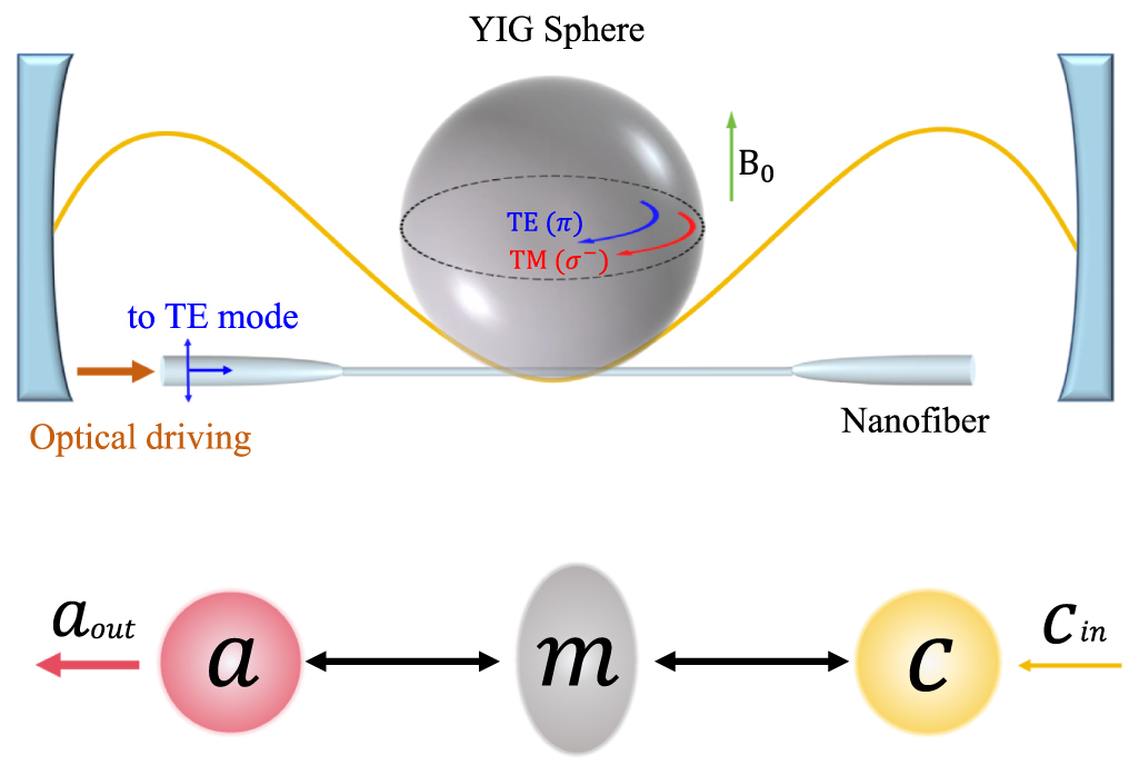 Exponentially enhanced microwave-to-optical amplification via Kerr