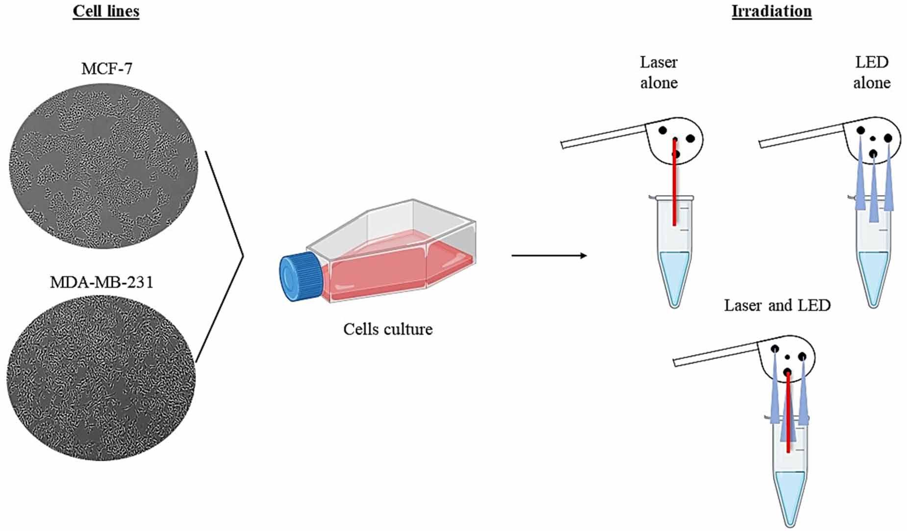Effects of low-power red laser and blue LED on oxidative stress and ...