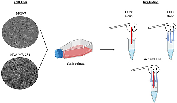 Effects of low-power red laser and blue LED on oxidative stress and ...