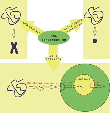 A multi-field approach to DNA condensation - IOPscience