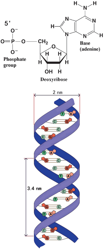 A multi-field approach to DNA condensation - IOPscience