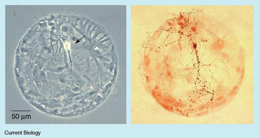 Autapse Firing dynamics of an autaptic neuron - IOPscience